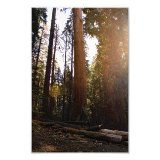 Foto Parque Nacional Sequoia