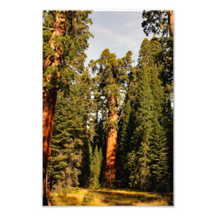 Foto Parque Nacional Sequoia
