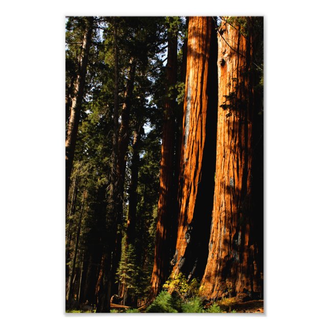 Foto Parque Nacional Sequoia (Frente)