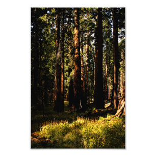 Foto Parque Nacional Sequoia