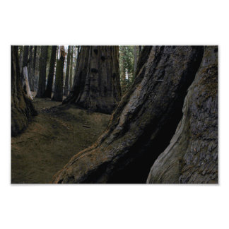 Foto Parque Nacional Sequoia