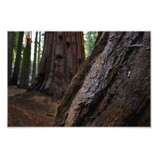 Foto Parque Nacional Sequoia