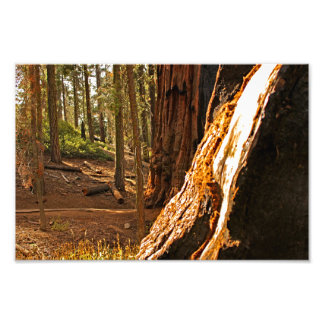 Foto Parque Nacional Sequoia