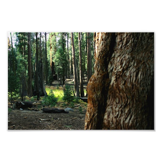 Foto Parque Nacional Sequoia (Frente)