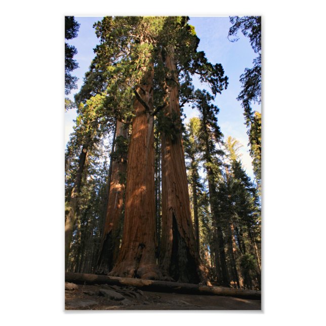 Foto Parque Nacional Sequoia (Frente)