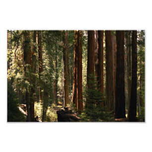 Foto Parque Nacional Sequoia
