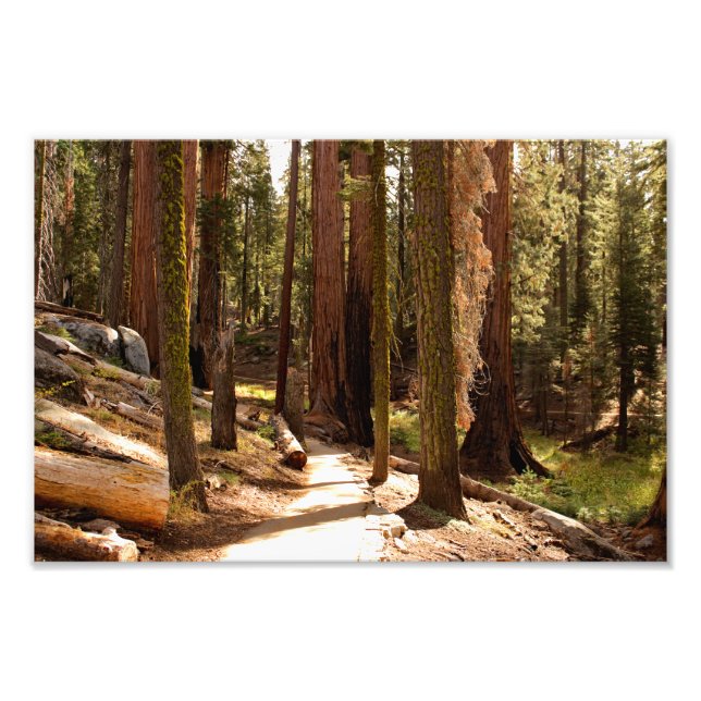 Foto Parque Nacional Sequoia (Frente)