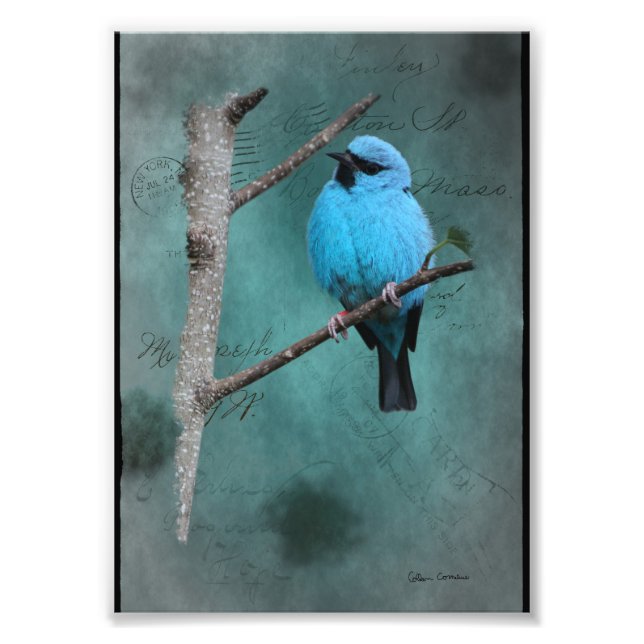 Foto Pássaro Azul no Ramo Mídia Mista (Frente)