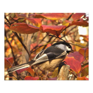 Foto Pássaro branco do Chickadee do preto das folhas d