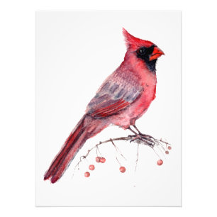 Foto Pássaro Cardinal Vermelho