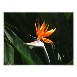 Foto Pássaro da Flor Tropical de Paraíso Laranja
