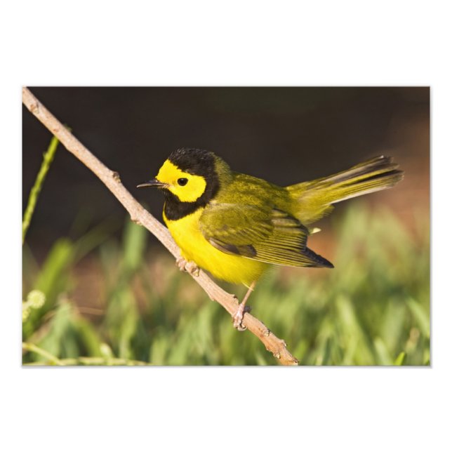 Foto Pássaro-de-capuz (Wilsonia citrina) (Frente)