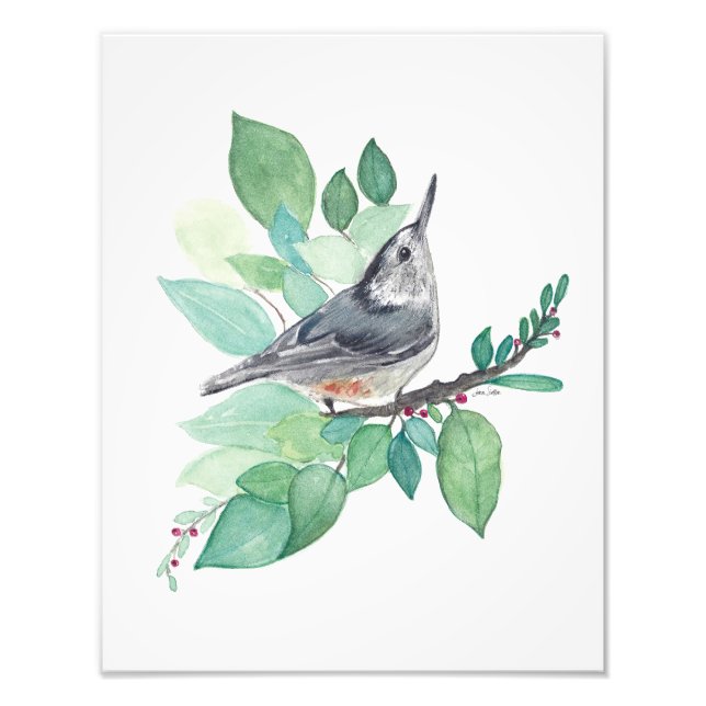 Foto Pássaro de Nuthatch Branca (Frente)