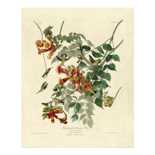 Foto Pássaro Humming, Ave de Audubon, América
