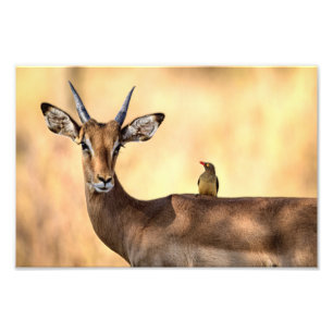 Foto Pássaro Impala e Oxpecker na África