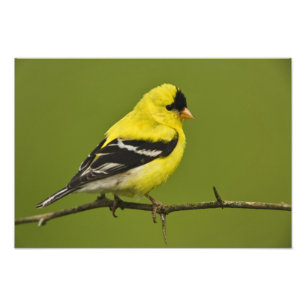Foto Pássaro Macho Americano em plumagem reprodutiva,