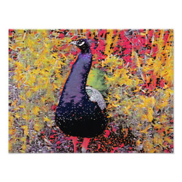 Foto Pássaro Peacock Colorido