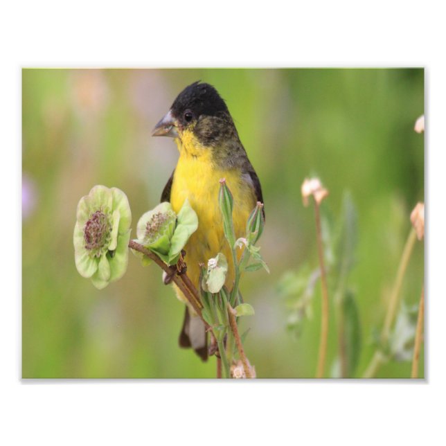 Foto Pássaro-rei macho empoleirado em flores (Frente)