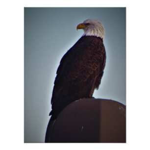 Foto "Pássaro Superior"