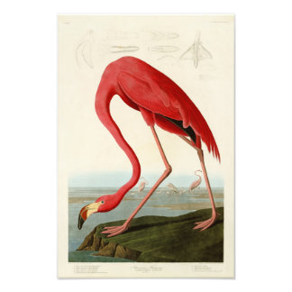 Foto Pássaros americanos Flamingo John Audubon