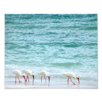 Pássaros Barrados de Ibis Brancos Caminhando na Pr