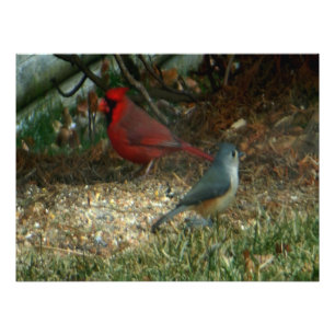 Foto Pássaros cardinais vermelhos do Titmouse