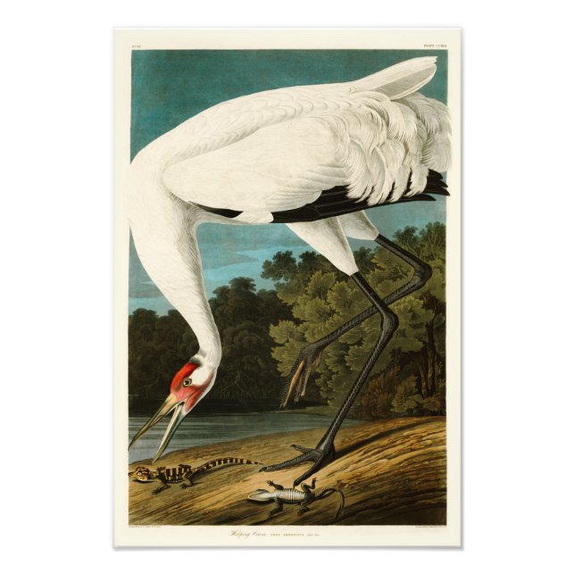 Foto Pássaros Crane John James Audubon da América (Frente)