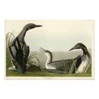 Pássaros de Audubon com trote negra