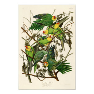 Foto Pássaros de John Audubon do papagaio de Carolina