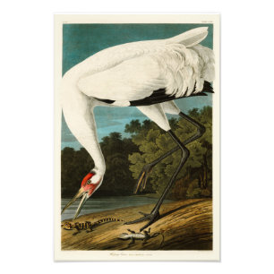 Foto Pássaros de John James Audubon do guindaste