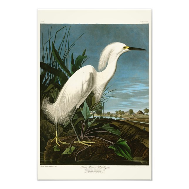 Foto Pássaros de Snowy Heron White Egret Audubon da Amé (Frente)