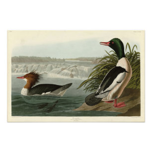 Foto Pássaros do Goosander (Merganser comum) Audubon