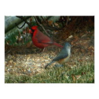 Pássaros do Titmouse do Cardeal Vermelho