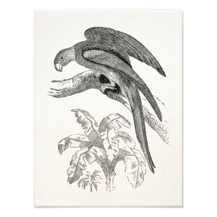 Foto Pássaros do vintage - Carolina repete