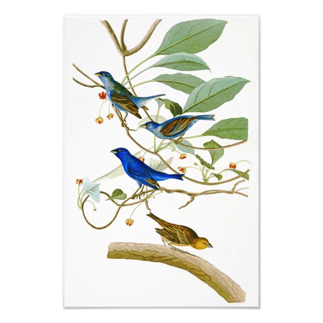 Foto Pássaros Indigo Bunting John James Audubon da Amér (Frente)