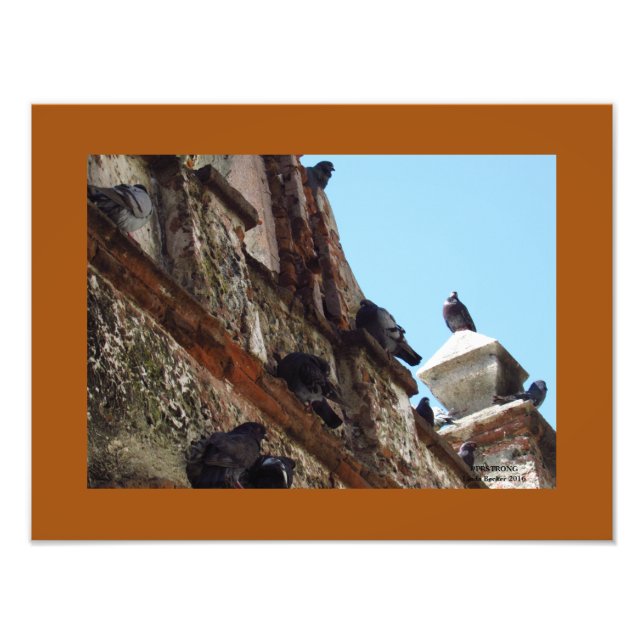 Foto Pássaros na Capela na Velha San Juan (Frente)