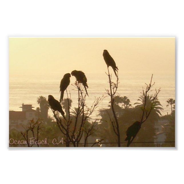 Foto Pássaros no Paraíso (Frente)