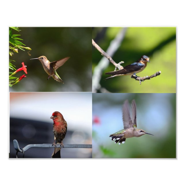 Foto Pássaros pequenos (Frente)