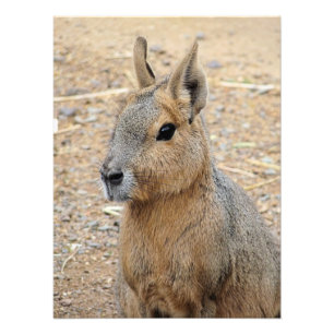 FOTO PATAGONIAN MARA