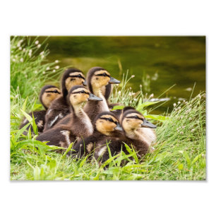 Foto Patinhos do pato selvagem