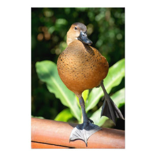 Foto Pato Assobiante Fulvous No Caminho