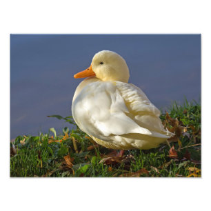 Foto Pato Branco