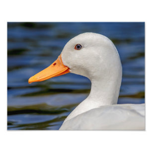 Foto Pato Branco Mallard
