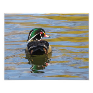 Foto Pato Colorido de Madeira