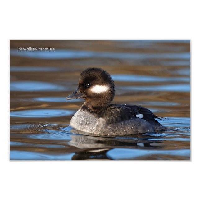 Foto Pato de Bufflehead Doce em Águas Luminosas (Frente)