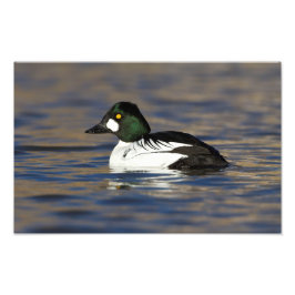 Foto Pato de Goldeneye masculino