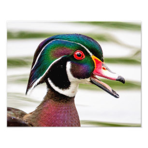 Foto Pato de madeira