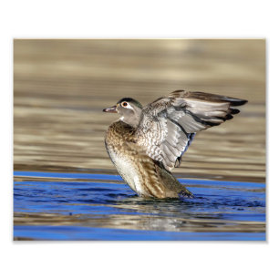 Foto Pato de madeira batendo as asas