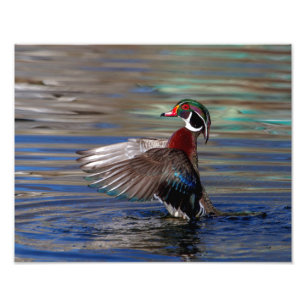 Foto Pato de madeira flapping com 14x11