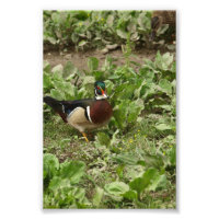 Pato de Madeira Masculina